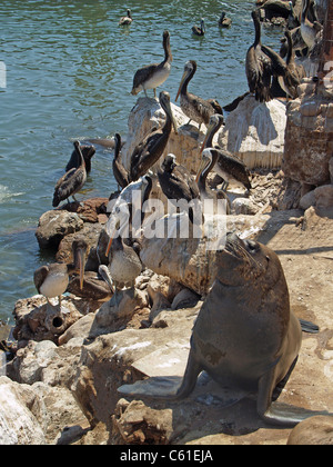 Lion de mer et les pélicans au Terminal Pesquero, Arica, Chili Banque D'Images