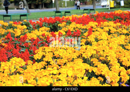 Fleurs colorées Banque D'Images