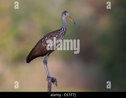 Un Limpkin perché le long de la rivière Haines Creek dans le comté de Lake Central Florida USA Banque D'Images