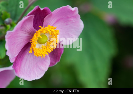 Anemone hupehensis 'Hadspen Abondance'. Fleur anemone japonais Banque D'Images