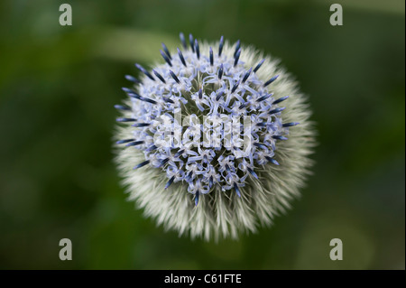 Trachycarpus fortunei 'Taplow Blue' Fleur dans un jardin anglais Banque D'Images