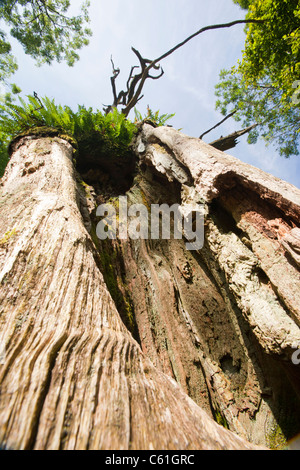 Un arbre pourri mort près de Ambleside, Lake District, UK. Banque D'Images