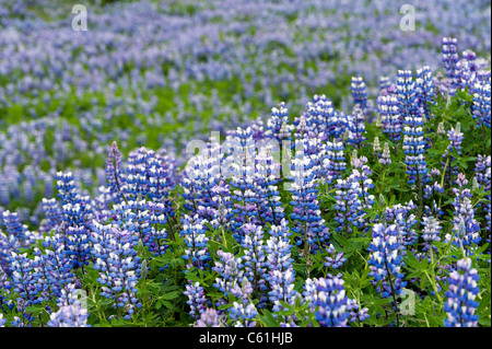 Prairie pleine de fleurs de lupin Banque D'Images