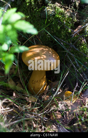 Champignons en bois de reprisage avec l'inscription "ukhumi» - un souvenir de l'URSS. Banque D'Images