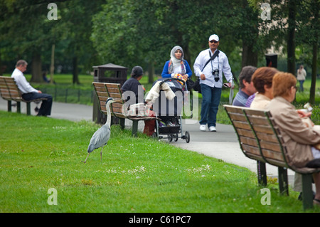 Gray Heron Ardea cinerea dans Regents Park Londres Banque D'Images