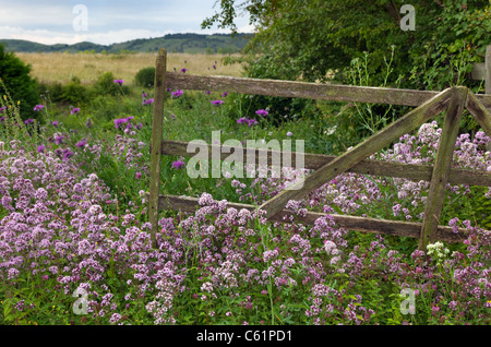 Origanum vulgare Majoram Chilterns Bucks Banque D'Images