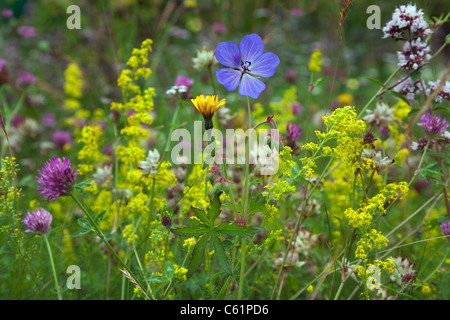 Trèfle des prés géranium sanguin & Fleurs de Marjolaine Banque D'Images