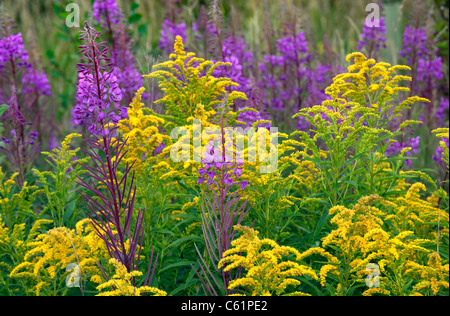 Rosebay willowherb Chamerion augustifolium Séneçon et sur les terres communes de Norfolk Banque D'Images