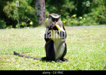 Green monkey snacking sur la banane, la Grenade Banque D'Images