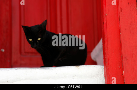 Chat noir, aux yeux verts, assis dans la vieille ville de Mykonos, l'île grecque, en face d'une porte rouge, sur un escalier blanc. Banque D'Images