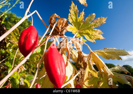 Les fruits de Podophyllum hexandrum, ou peut l'himalaya apple, également connu sous le nom de l'Indien peut apple. Banque D'Images