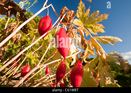 Les fruits de Podophyllum hexandrum, ou peut l'himalaya apple, également connu sous le nom de l'Indien peut apple. Banque D'Images