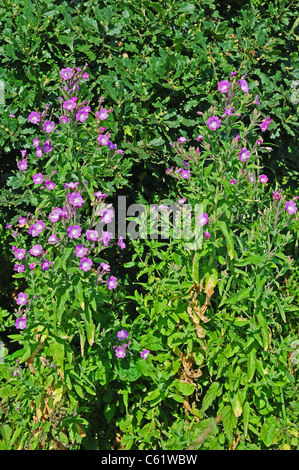 De plus en plus grand d'Épilobe Epilobium hirsutum sur le bord du fossé de drainage. Toute la plante. Banque D'Images