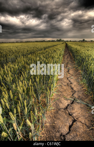 Frappé par la sécheresse, un champ de blé. Banque D'Images