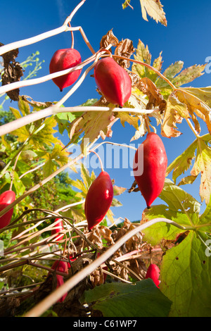 Les fruits de Podophyllum hexandrum, ou peut l'himalaya apple, également connu sous le nom de l'Indien peut apple. Banque D'Images