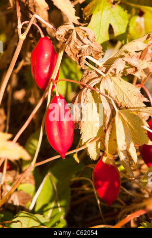 Les fruits de Podophyllum hexandrum, ou peut l'himalaya apple, également connu sous le nom de l'Indien peut apple. Banque D'Images