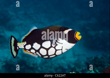 Un clown Balistoides conspicillum, Balistes, nage sur un récif de corail dans le lagon de Beqa, Pacific Harbour, Viti Levu, Fidji. Banque D'Images