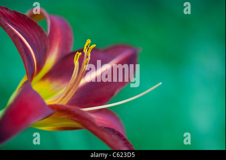 Hemerocallis 'Stafford'. L'hémérocalle 'Stafford' Fleur Banque D'Images