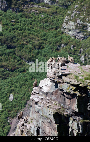 Charognards sauvages au repos au sommet, dans l'ouest des Pyrénées (France). Vautours fauves se reposant hors d'atteinte. Banque D'Images