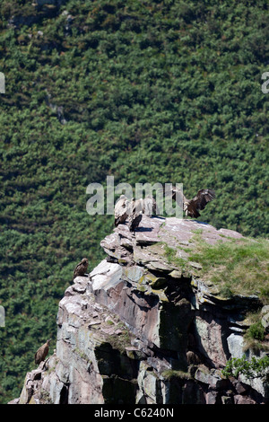 Charognards sauvages au repos au sommet, dans l'ouest des Pyrénées (France). Vautours fauves se reposant hors d'atteinte. Banque D'Images