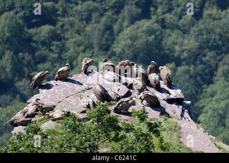 Charognards sauvages se reposant dans l'ouest des Pyrénées (France). Vautours fauves se reposant dans les Pyrénées occidentales. Banque D'Images
