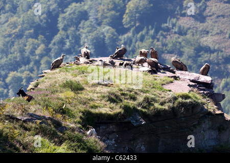 Dans l'ouest des Pyrénées, une cohabitation entre les vautours et les chèvres sauvages. La cohabitation entre vautours fauves et chèvres. Banque D'Images