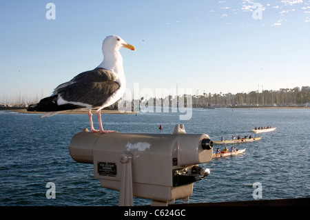 Une mouette donne sur Santa Barbara et l'océan Pacifique de Stearns Wharf Banque D'Images