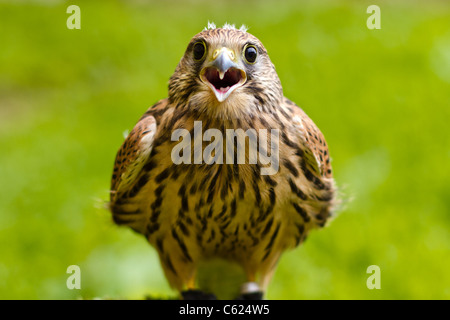 Portrait d'un petit oiseau (falco tinunculus) Banque D'Images