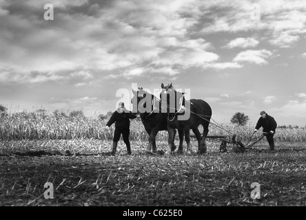 Une équipe de Suffolk Punch chevaux labourant un champ dans le Suffolk. Image en noir et blanc Vintage Banque D'Images