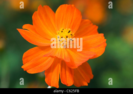 Cosmos sulphureus Polidor dans une fleur frontière. Banque D'Images