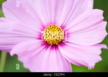 Cosmos bipinnatus fleur. Banque D'Images