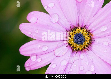 Gouttes de pluie sur Ostéospermum ciliata Killerton 'Pink' Fleur. Cape daisy. Daisy africains Banque D'Images