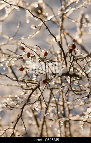 Revêtement de la neige sur les branches d'aubépine Banque D'Images