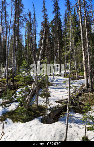 La fin du printemps dans le Parc National de Yellowstone près de Sylvan Pass, Wyoming Banque D'Images