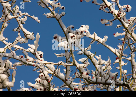 Revêtement de la neige sur les branches d'aubépine Banque D'Images