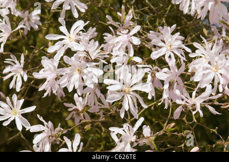 MAGNOLIA STELLATA ROSEA Banque D'Images