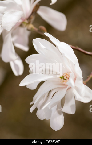 MAGNOLIA X LOEBNERI BALLERINE Banque D'Images