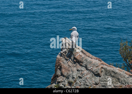 Une mouette est perché sur un affleurement rocheux surplombant les eaux bleues de la mer Ligure en arrière-plan à Vernazza, Italie Banque D'Images