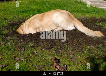 Golden Retriever dog creuser le trou de pelouse Banque D'Images