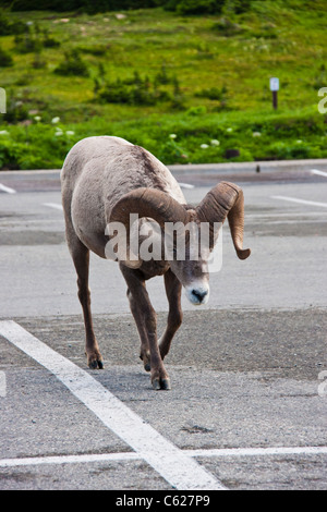 Mouflons, Ovis canadensis, au centre des visiteurs à Logan Pass dans le Parc National de Glacier dans le Montana. Banque D'Images
