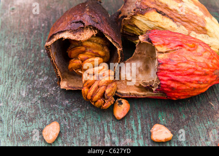 Les cabosses de cacao, Theobroma cacao Banque D'Images