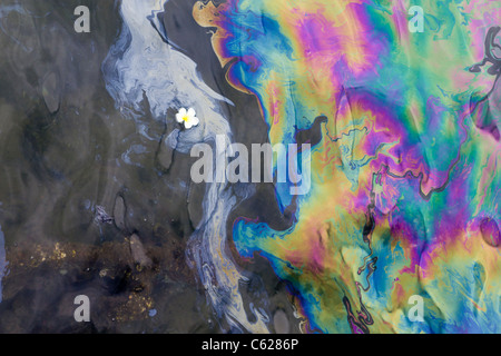Jeté dans l'eau de fleur près de la fuite d'huile à partir de l'USS Arizona Banque D'Images