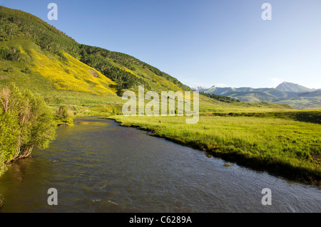 Le Tournesol tremble sur les pentes le long du ruisseau de la brosse, près de Crested Butte, Colorado, USA Banque D'Images