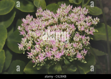 Image de Showy Stonecrop Sedum spectabile fleurs Banque D'Images