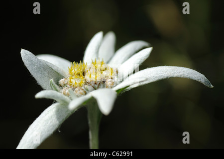 Edelweiss, Leontopodium alpinum cultivar cultivar Helvetia Helvetia, Suisse Banque D'Images