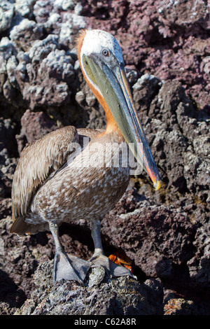 Galapagos adultes (Brown) pelican perché sur un rocher sur l'île d'Isabella, Galapagos Banque D'Images