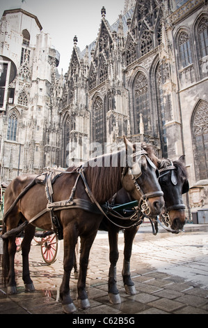 Transport de chevaux à Vienne Banque D'Images