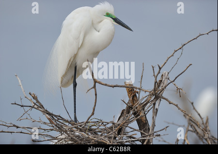 Aigrette intermédiaire - Yellow-egret (Egretta intermedia - Ardea intermedia) debout sur son nid Banque D'Images