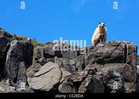 Moutons sur les roches dans le Eastfjords, Islande Banque D'Images