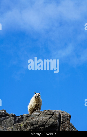 Moutons sur les roches dans le Eastfjords, Islande Banque D'Images